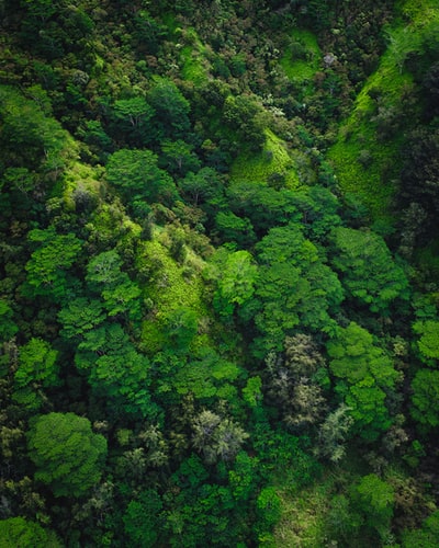 航空摄影的树木在山上
